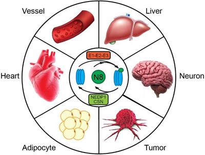 Neddylation, an Emerging Mechanism Regulating Cardiac Development and Function